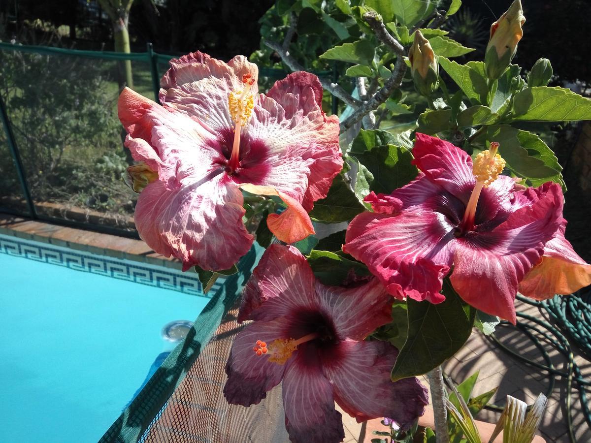 Cape Oasis Guesthouse Bloubergstrand Luaran gambar